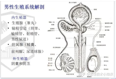 男生生殖器照片|超过 1000 张关于“男生 生殖器官”和“男生”的免费图片